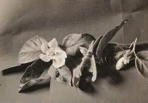 Quitte (Cydonia oblonga). Knospen und Blüte durch Räupchen des kleinen Frostspanners geschädigt