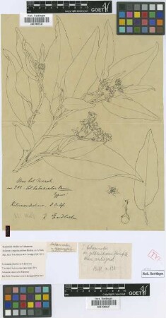 Solanum tabacicolor Dammer [isolectotype]