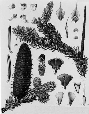 Weis-(Silber-)Tanne (Abies alba), farbig : Geographie | Wirtschaftsgeographie | Gerb-, Flecht- und Papierstoffe liefernde Pflanzen | Holzliefernde Pflanzen; Futterpflanzen