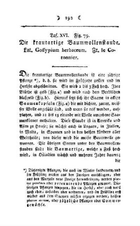¬Die¬ krautartige Baumwollenstaude : Taf. XVI, Fig. 79