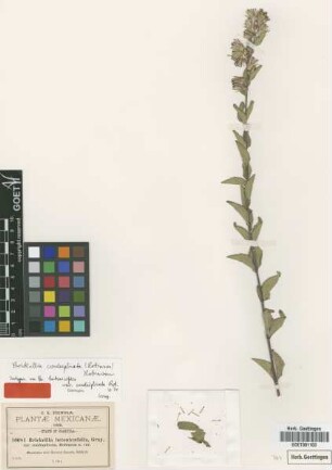 Brickellia betonicifolia A.Gray var. Robins. conduplicata[isotype]