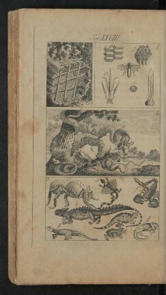 Tafel XXVIII.