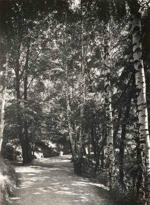 Forstrevier Harth südlich von Zwenkau. Weg bei Zwenkau