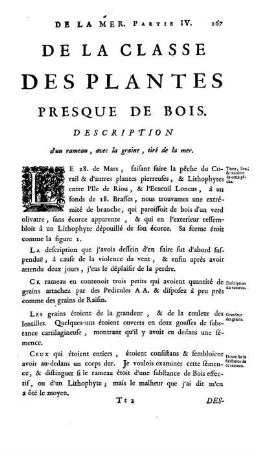 De la Classe des Plantes presque de Bois