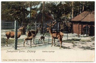 Zoologischer Garten, Leipzig : Edelhirschgehege