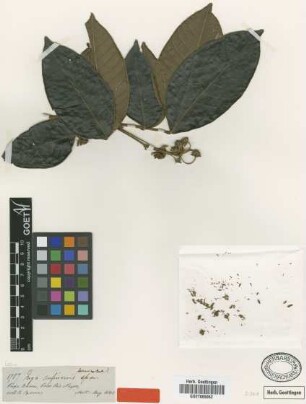 Inga rufinervis Spruce ex Benth. [type]
