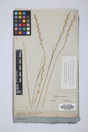 Festuca loliacea