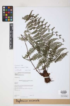 Asplenium uniseriale Raddi