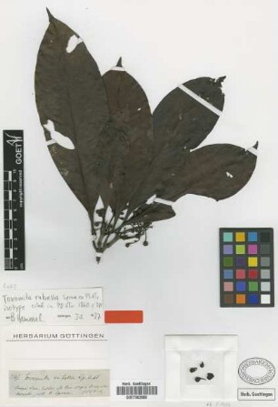 Tovomita rubella Spruce ex Planch. & Triana [isotype]