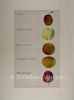 Tuschzeichnung "Äpfel"