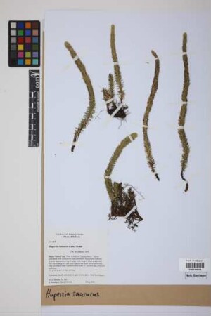 Phlegmariurus saururus (Lam.) B. &Oslash;llg.
