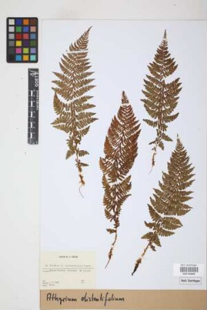Athyrium distentifolium Tausch ex Opiz