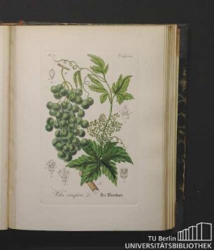 Viniferae. Vitis vinifera L. Der Weinstock.