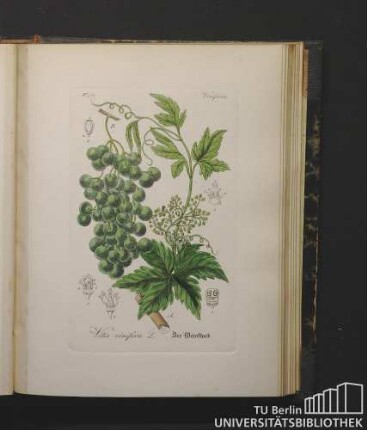 Viniferae. Vitis vinifera L. Der Weinstock.