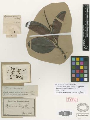 Byrsonima laevis Nied.