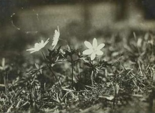 Buschwindröschen (Anemone nemorosa)