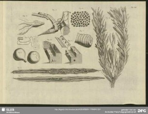 Tab. VIII. Fig. 1 - Fig. 13