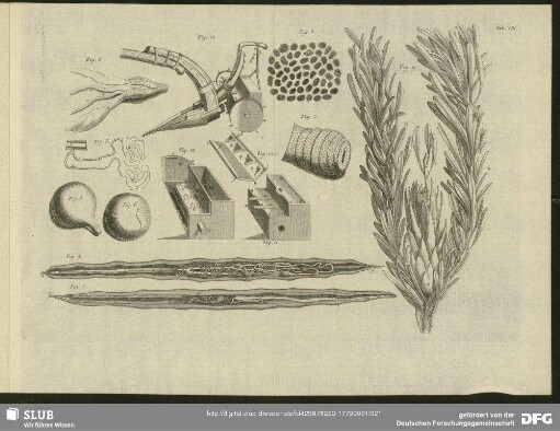 Tab. VIII. Fig. 1 - Fig. 13