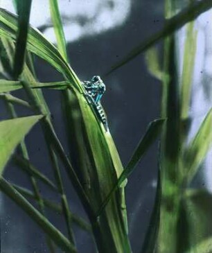 Insekten. Libelle (Odonata), ausschlüpfend
