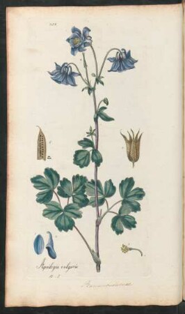 354. Aquilegia vulgaris