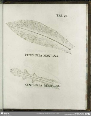 Tab. 49. Centaurea Montana. (Berg-Flockenblume) - Centaurea Melitensis (Malta-Flockenblume)