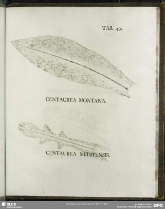 Tab. 49. Centaurea Montana. (Berg-Flockenblume) - Centaurea Melitensis (Malta-Flockenblume)