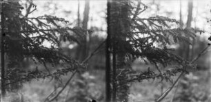Fütterung der Jungen : Vogel am Nest in einem Nadelbaum, die Jungen fütternd.
