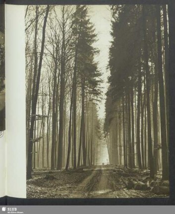 Durch den Wald