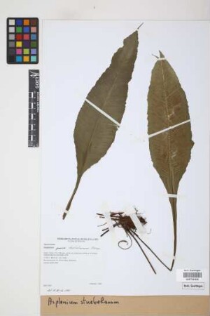 Asplenium stuebelianum Hieron.
