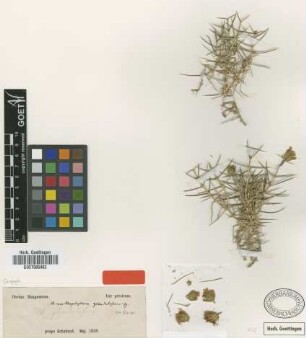 Acanthophyllum glandulosum Bunge ex Boiss. [type]
