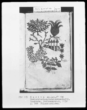 Medizinische Sammelhandschrift — Pflanzenbilder, Folio 309