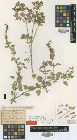 Salvia grahami Benth. var. not on sheet not on sheet