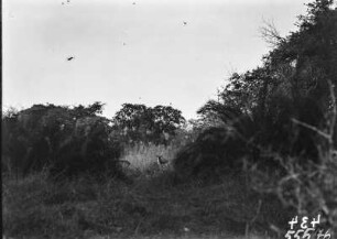 In der Savanne bei Malelane : Tierfotografie in der Savanne nahe der Stadt Malelane.