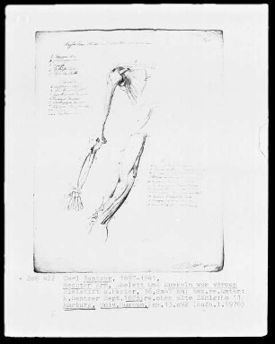 Anatomische Studien — Rechter Arm, Skelett und Muskeln von vorne, Folio 11