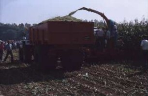 Fotografie: Erntetechnik, Silomais, Maishäcksler angebaut, Muldenkipper, Parallelverfahren