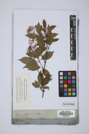 Cornus fastigiata