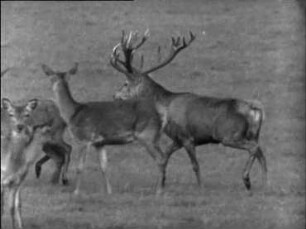 Cervus elaphus (Cervidae) - Paarungsverhalten