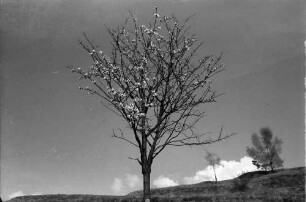 Amoltern: Blütenbaum und Weinberg gegen Himmel und Wolke