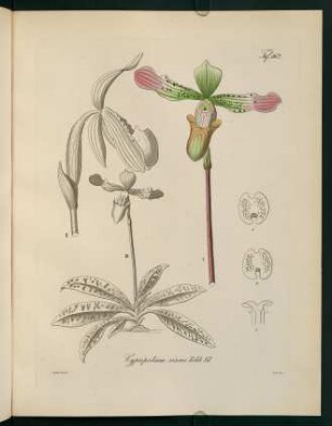162r-162v, Cypripedium virens