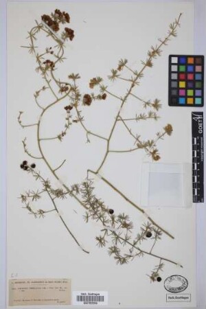 Asparagus umbellatus Link