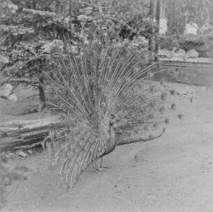 Hoyerswerda, Tiergarten : Zoo Hoyerswerda. Tiergehege mit Pfau (Pavo cristatus)