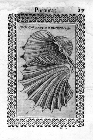 Concha exotica margine in mucronem emissa