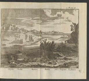 Schleyhen. Forellen. Meuniers. Barben. Aal und ... 3. Th. pag. 96