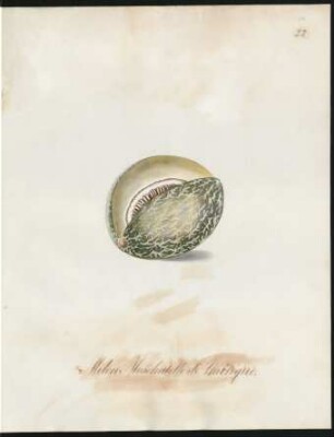Melon Moschatelle d'Amérique