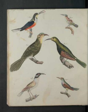 Tafel: Voegel LXXXIII. [...]