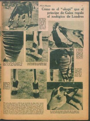 Cómo es el "okapi" que el príncipe de Gales regaló al zoológico de Londres [Fotografías]