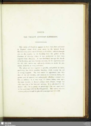 XXXVIII. The Yellow Antwerp Raspberry