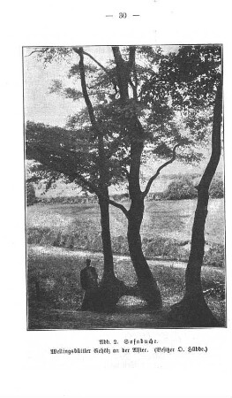 Abb. 2. Sofabuche. Wellingsbüttler Gehölz an der Alster. (Besitzer D. Hübbe.)