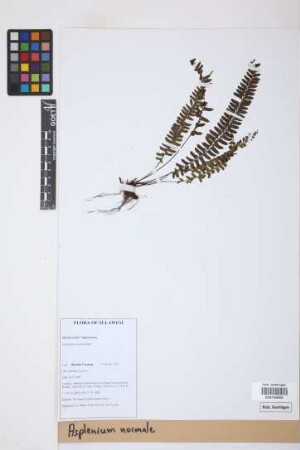 Asplenium normale