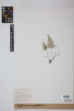 Asplenium cuspidatum Lam.